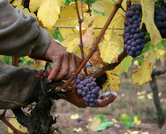 Woman Harvesting Grapes
