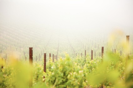 Beautiful Lush Grape Vineyard In The Morning Mist and Sun with Room for Your Own Text.