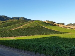 Abacela's Cobblestone Hill Vineyard