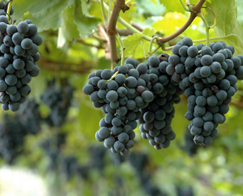 Grapes