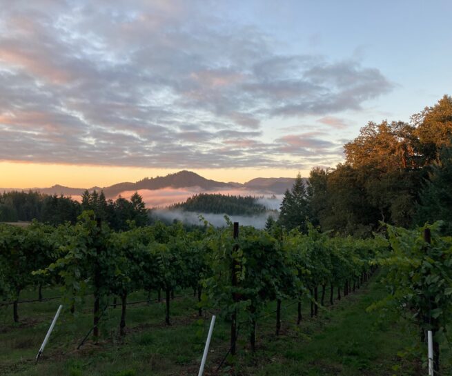 Brandborg Oregon winery vineyards daybreak